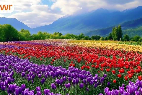 Newfoundland & Labrador 2026 draw sets a new invitation record