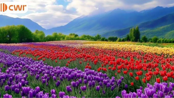 Newfoundland & Labrador 2026 draw sets a new invitation record